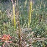 Hordeum bulbosum Leaf