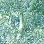 Seseli gummiferum 樹皮