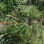 Schinus molle 葉