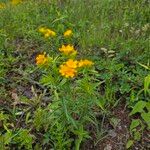 Lithospermum canescens Flower