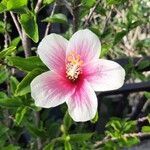 Hibiscus rosa-sinensisᱵᱟᱦᱟ