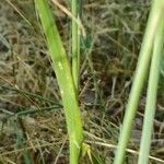 Cynosurus echinatus Likasa
