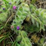 Echium arenarium Flor
