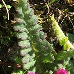 Pedicularis verticillata 其他