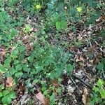 Lactuca muralis Plante entière