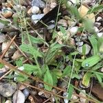 Myosotis ramosissima Leaf