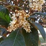 Eriobotrya japonica Flower