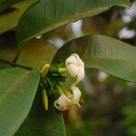 Picralima nitida Flor