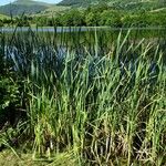 Typha angustifolia Hàbitat