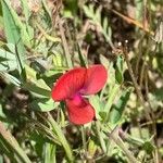Lathyrus cicera Квітка