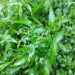 Persicaria hydropiper Flor
