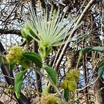 Maerua decumbens 花