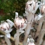 Monotropa uniflora Frukto