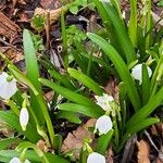 Leucojum vernumBloem