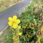 Verbascum thapsusKvět