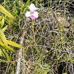 Papilionanthe teres Çiçek