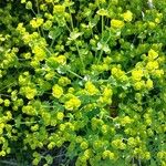 Euphorbia segetalis List