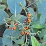 Myriopus rubicundus Fruit