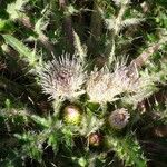 Cirsium foliosum Flower