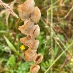 Rhinanthus minor Ffrwyth