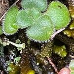 Aichryson villosum Hoja
