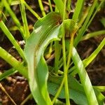 Commelina reptans ഇല