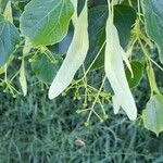 Tilia × euchlora Folla