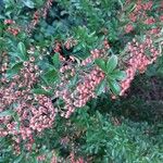 Pyracantha crenulataПлод