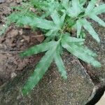 Lygodium venustum Leaf