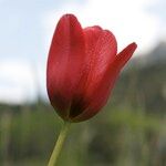 Tulipa planifolia Maua