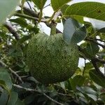 Annona glabra ᱥᱟᱠᱟᱢ