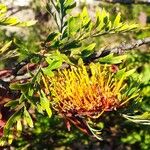 Grevillea robusta Blodyn