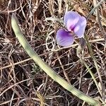 Vigna frutescens Fruit