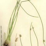Cyperus laevigatus Otro
