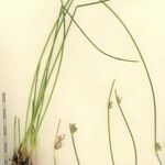 Cyperus laevigatus অন্যান্য