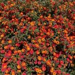 Lantana camaraPokrój