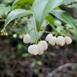Chiococca alba Fruit