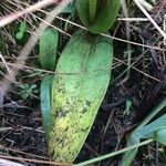 Satyrium nepalense Leaf