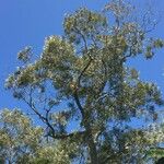 Acacia heterophylla Máis