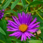 Symphyotrichum novae-angliaeBlomst