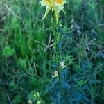 Linaria vulgarisKvět