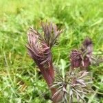 Paeonia × suffruticosa Leaf