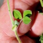 Medicago minima Leaf