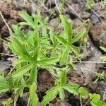 Pelargonium quinquelobatum Fuelha