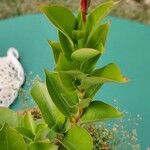 Duabanga grandiflora Cvet