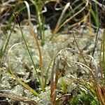 Carex rupestris Habit