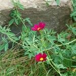 Cosmos bipinnatus Libunga