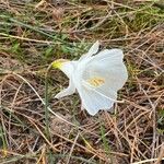Narcissus bulbocodium Õis