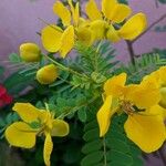 Senna auriculata Fleur