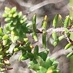 Erica mannii Hoja